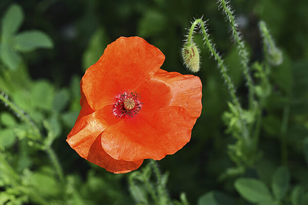 Klatschmohn, Mohn (Papaver rhoeas), rote Blüte mit Nabe und Staubkörper...