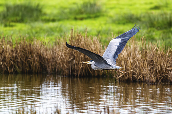 Graureiher, Ardea cinerea, Vogel im Winter auf Sümpfen im Winter weiches...