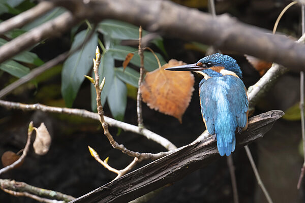 Ein bunter Eisvogel sitzt aufmerksam auf einem Ast...