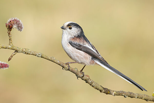 Schwanzmeise (Aegithalos caudatus) sitzt auf einem Ast von einer...