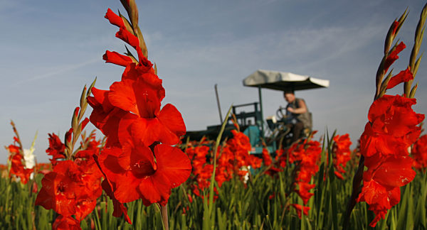Hochsaison in Spezialbetrieb für Blumenzwiebeln