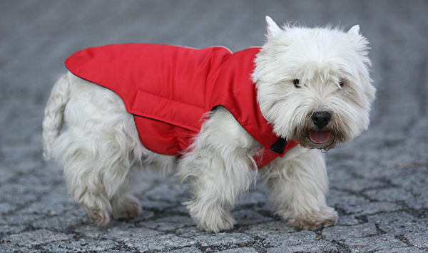 Tierwelt-Messe in Magdeburg