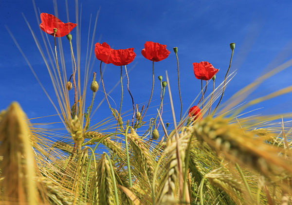 Landwirtschaft in der Magdeburger Börde