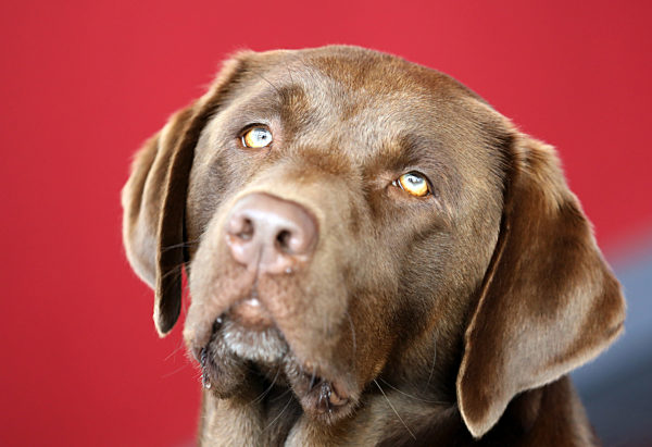 Rassehunde-Ausstellung mit Melderekord