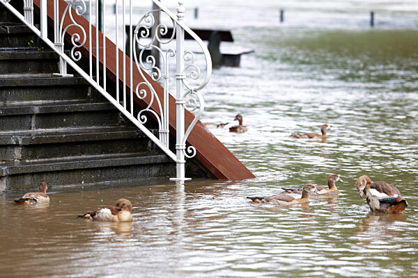 Hochwasser in Rheinland-Pfalz - Cochem