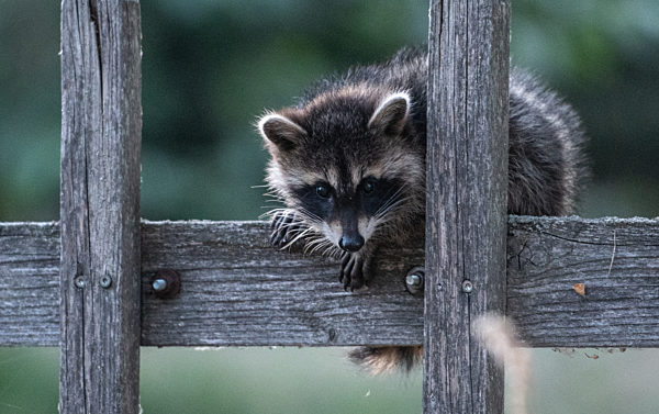 Waschbär auf Aussichtsposten