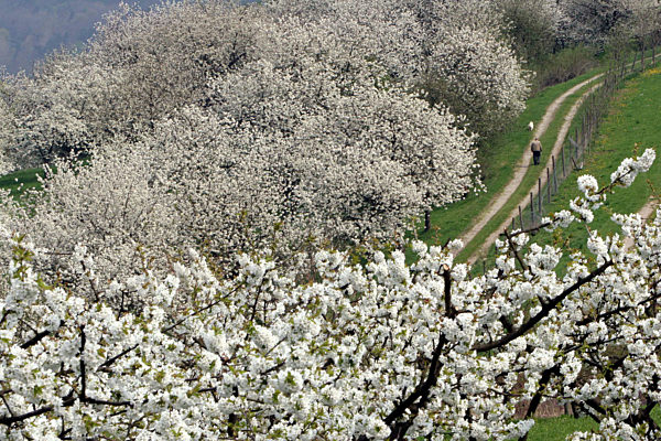 Kirschblüte in Wendershausen