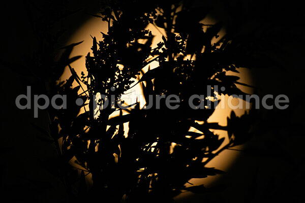 Vollmond (09.08.2025)