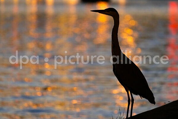 Ein Fischreiher am Mainufer (02.10.2025)