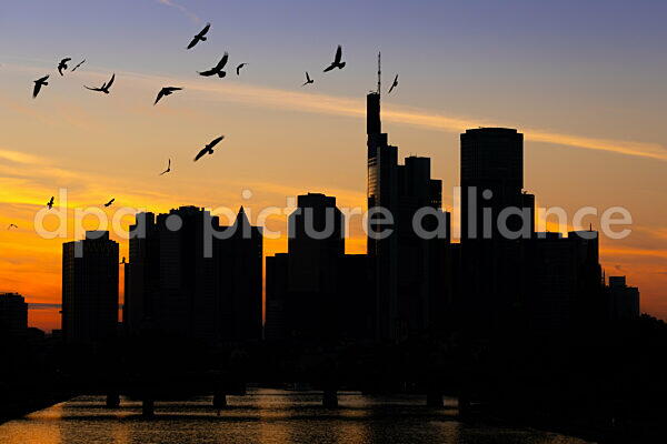 Die Frankfurter Skyline am Abend (02.10.2025)