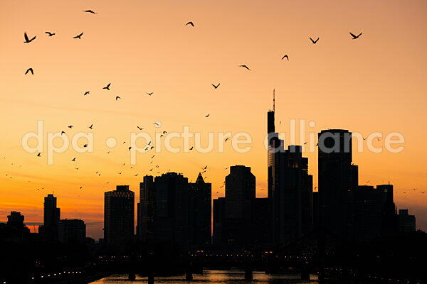 Die Frankfurter Skyline am Abend (02.10.2025)