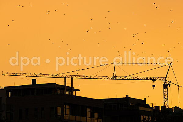 Baukran über Frankfurts Dächern (10.10.2025)