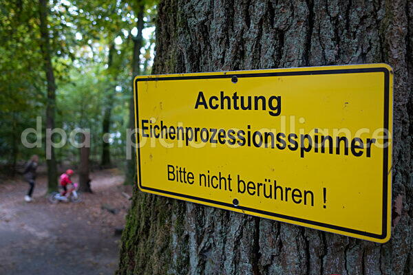 Eichenprozessionsspinner (12.10.2025)