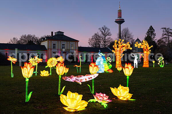Winterlichter im Palmengarten Frankfurt (18.12.2025)